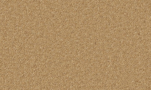Maize from the Hampstead Supreme range